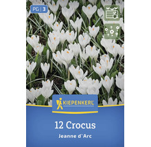 Blühende weiße Krokusse Sorte Jeanne d Arc Kiepenkerl Logo 12 Blumenzwiebeln Pflanzzeit Frühling Sommer Symbole für Gartenbepflanzung und Blüte