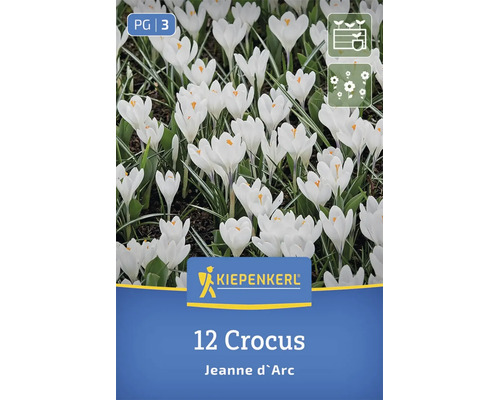 Blühende weiße Krokusse Sorte Jeanne d Arc Kiepenkerl Logo 12 Blumenzwiebeln Pflanzzeit Frühling Sommer Symbole für Gartenbepflanzung und Blüte