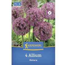 Blühende Zierlauch Ostara Blumen mit kugelförmigen Blütenständen, Kiepenkerl Logo, 8 Zentimeter Blütendurchmesser, 4 Stück Blumenzwiebeln