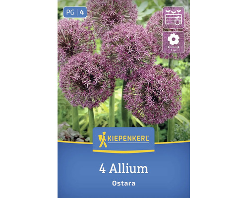 Blühende Zierlauch Ostara Blumen mit kugelförmigen Blütenständen, Kiepenkerl Logo, 8 Zentimeter Blütendurchmesser, 4 Stück Blumenzwiebeln