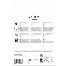 Produktverpackung für Allium Ostara Blumenzwiebeln mit Pflanzanleitung, Symbolen für Standort und Pflege sowie Entsorgungshinweisen.