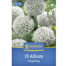 Kiepenkerl Blumenzwiebeln Allium Ping Pong 15 Stück für den Garten zum Schnitt geeignet mit 6 Zentimeter Blütendurchmesser