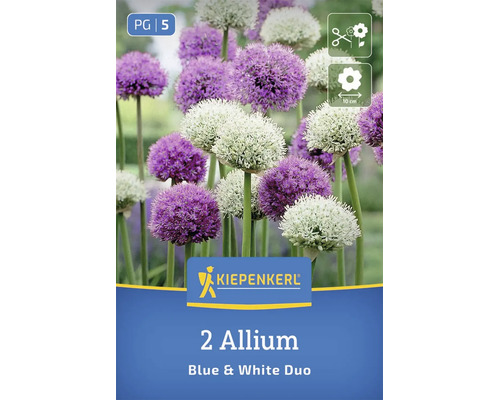 Kiepenkerl Zierlauch Blue and White Duo Blumenzwiebeln mit runden Blütenköpfen geeignet als Schnittblume und mit 10 Zentimeter Blütendurchmesser