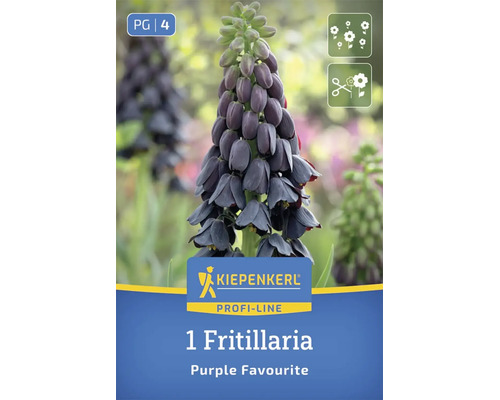 Kiepenkerl Profi-Line Fritillaria Purple Favourite Blumenzwiebel mit glockenförmigen Blüten.