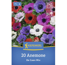 Blumenzwiebeln Anemone De Caen Mix von Kiepenkerl mit 20 Stück für Beetbepflanzung und als Schnittblumen geeignet