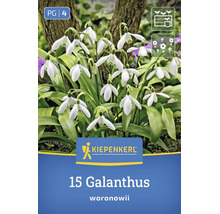 Kiepenkerl Blumenzwiebeln 15 Galanthus woronowii Schneeglöckchen im Garten
