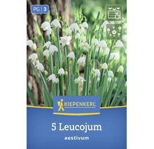 Kiepenkerl Blumenzwiebeln Leucojum aestivum Knotenblume mit 5 Stück
