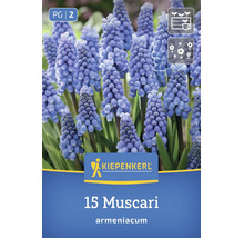 Kiepenkerl Blumenzwiebeln Traubenhyazinthen Muscari armeniacum 15 Stück fuer den Garten