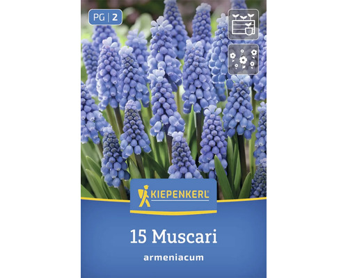 Kiepenkerl Blumenzwiebeln Traubenhyazinthen Muscari armeniacum 15 Stück fuer den Garten