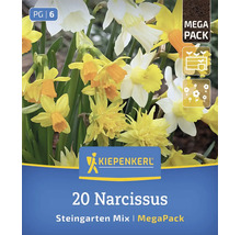 Kiepenkerl Mega Pack mit 20 Narzissen Zwiebeln als Steingarten Mischung zur Bepflanzung von Frühlingsgärten.