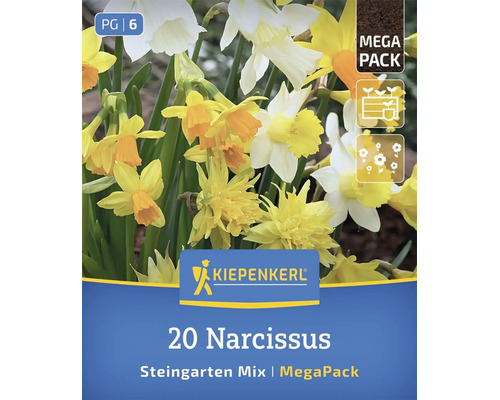 Kiepenkerl Mega Pack mit 20 Narzissen Zwiebeln als Steingarten Mischung zur Bepflanzung von Frühlingsgärten.