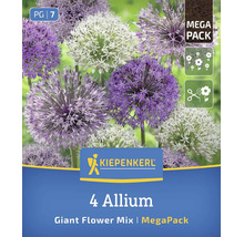 Kiepenkerl Riesen Lauch Mischung Allium Mega Pack mit vier Blumenzwiebeln für den Garten.
