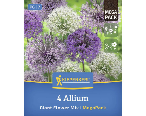 Kiepenkerl Riesen Lauch Mischung Allium Mega Pack mit vier Blumenzwiebeln für den Garten.