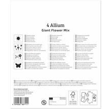 Produktverpackung für 4 Allium Riesenblumenmischung mit Pflanzhinweisen, Symbolen und Recyclinginformationen auf der Rückseite.