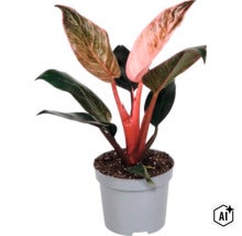 Philodendron Pink Princess Zimmerpflanze in einem Kunststofftopf (Image AI modified or generated)