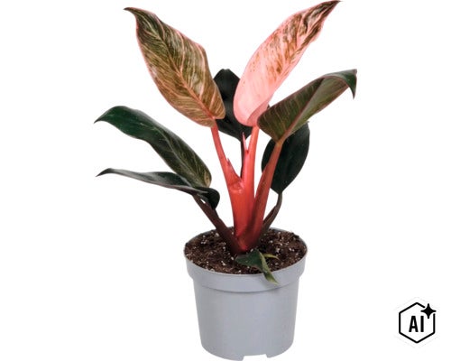 Philodendron Pink Princess Zimmerpflanze in einem Kunststofftopf (Image AI modified or generated)