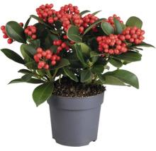 Skimmia japonica Pflanze mit Beeren im grauen Kunststofftopf