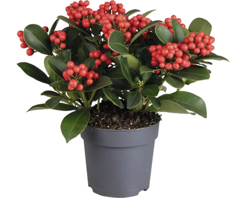 Skimmia japonica Pflanze mit Beeren im grauen Kunststofftopf