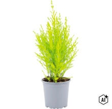 Eine kleine Zypresse in einem Kunststofftopf mit feinen, nadelförmigen Blättern als Zimmer- oder Gartenpflanze. (Image AI modified or generated)