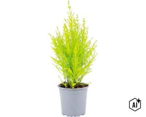 Eine kleine Zypresse in einem Kunststofftopf mit feinen, nadelförmigen Blättern als Zimmer- oder Gartenpflanze. (Image AI modified or generated)