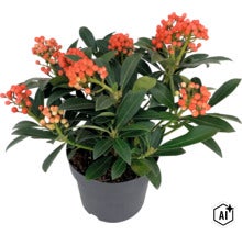 Skimmia japonica mit Beeren im Kunststofftopf (Image AI modified or generated)