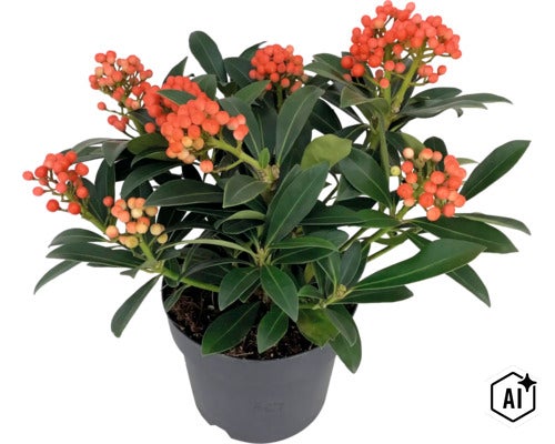 Skimmia japonica mit Beeren im Kunststofftopf (Image AI modified or generated)