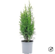 Eine junge Nadelbaum Pflanze in einem Kunststofftopf. (Image AI modified or generated)