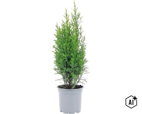 Eine junge Nadelbaum Pflanze in einem Kunststofftopf. (Image AI modified or generated)