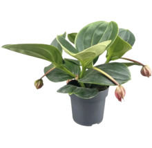 Medinilla magnifica Zimmerpflanze in einem runden Kunststofftopf mit großen, glänzenden Blättern und hängenden Knospen.