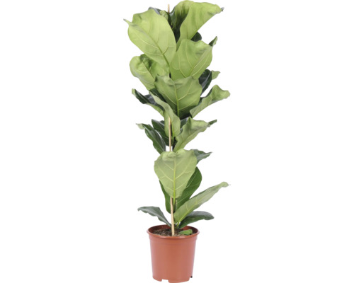 Geigenfeige Ficus lyrata als Zimmerpflanze in einem Kunststofftopf mit Stützstab