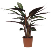 Zimmerpflanze Stromanthe triostar in einem Pflanztopf als dekorative Zimmerpflanze für den Innenbereich.