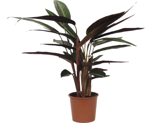 Zimmerpflanze Stromanthe triostar in einem Pflanztopf als dekorative Zimmerpflanze für den Innenbereich.