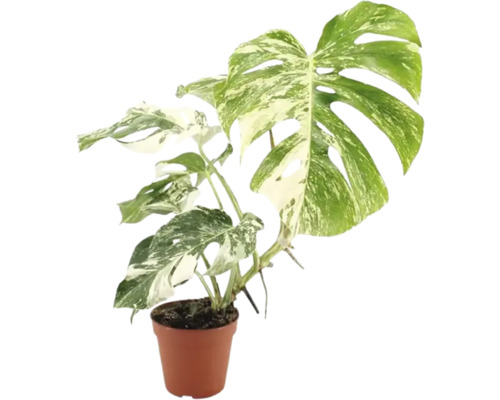 Monstera Deliciosa Variegata Zimmerpflanze im Kunststofftopf