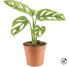 Monstera Adansonii Zimmerpflanze mit charakteristischen Blättern in einem Kunststofftopf (Image AI modified or generated)