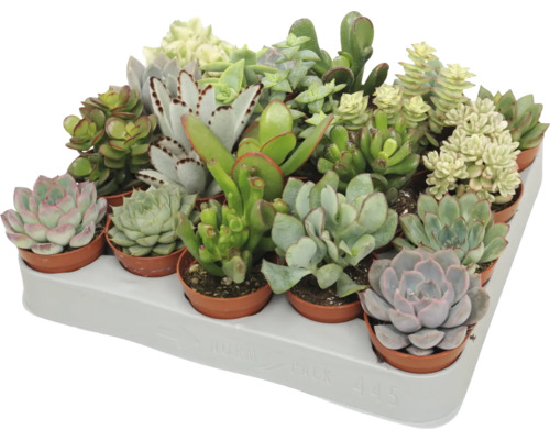 Ein Tray mit verschiedenen Sukkulenten in kleinen Töpfen, verschiedene Arten wie Echeverien und Crassula in einem Transporttray.