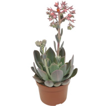 Echeveria Sukkulente in einem Pflanztopf mit Blütenständen