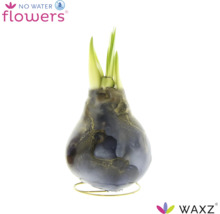 Wachs-Hyazinthe WAXZ mit grünen Trieben auf einem Metallständer ohne Wasserbedarf
