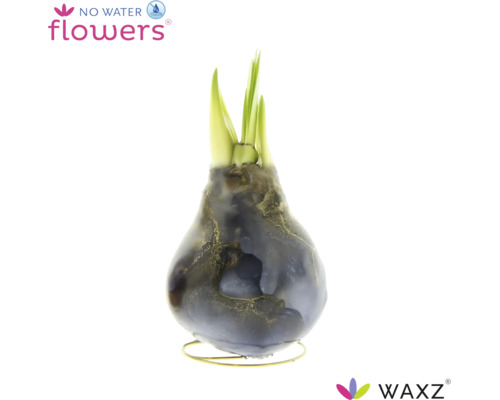 Wachs-Hyazinthe WAXZ mit grünen Trieben auf einem Metallständer ohne Wasserbedarf