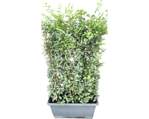 Eine Hainbuche als Heckenpflanze in einem rechteckigen Pflanzkasten.