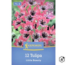 Blühende Tulpe Tulipa Little Beauty mit 12 Blumenzwiebeln von Kiepenkerl zur Pflanzung im Garten (Image AI modified or generated)