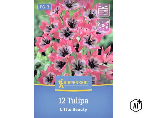 Blühende Tulpe Tulipa Little Beauty mit 12 Blumenzwiebeln von Kiepenkerl zur Pflanzung im Garten (Image AI modified or generated)
