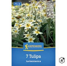 Blühende Tulipa turkestanica im Garten, Kiepenkerl Logo, sieben Blumenzwiebeln, Packung mit Pflanzsymbolen für den Außenbereich (Image AI modified or generated)