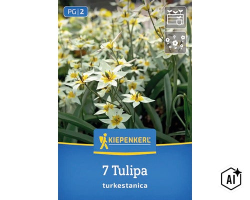 Blühende Tulipa turkestanica im Garten, Kiepenkerl Logo, sieben Blumenzwiebeln, Packung mit Pflanzsymbolen für den Außenbereich (Image AI modified or generated)