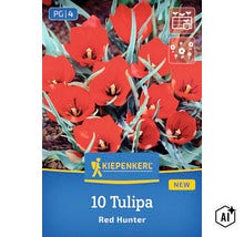 Zehn Blumenzwiebeln Tulipa Red Hunter von Kiepenkerl zur Pflanzung im Garten (Image AI modified or generated)
