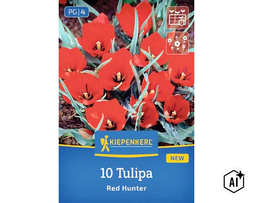 Zehn Blumenzwiebeln Tulipa Red Hunter von Kiepenkerl zur Pflanzung im Garten (Image AI modified or generated)