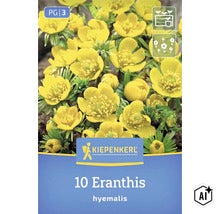 Kiepenkerl Logo, 10 Eranthis hyemalis Winterlinge Blumenzwiebeln, Frühlingsblüher fuer den Garten. (Image AI modified or generated)