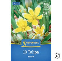 Kiepenkerl Blumenzwiebeln Tulipa tarda, 10 Stück, gelb-weiße Wildtulpen für den Garten (Image AI modified or generated)