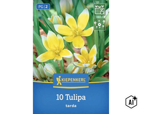 Kiepenkerl Blumenzwiebeln Tulipa tarda, 10 Stück, gelb-weiße Wildtulpen für den Garten (Image AI modified or generated)