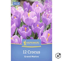 Kiepenkerl Krokus Grand Maitre Blumenzwiebeln, 12 Stück für die Frühlingsblüte im Garten. (Image AI modified or generated)