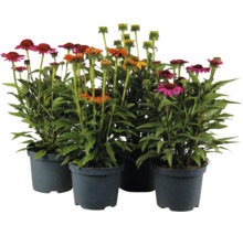Set mit vier Echinacea Stauden in Kunststofftöpfen mit bunten Blüten für den Garten